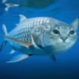 fish hamburger