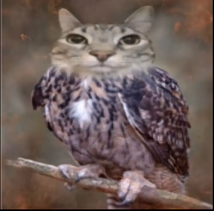 owl hamburger