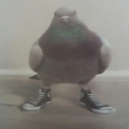 pigeon
