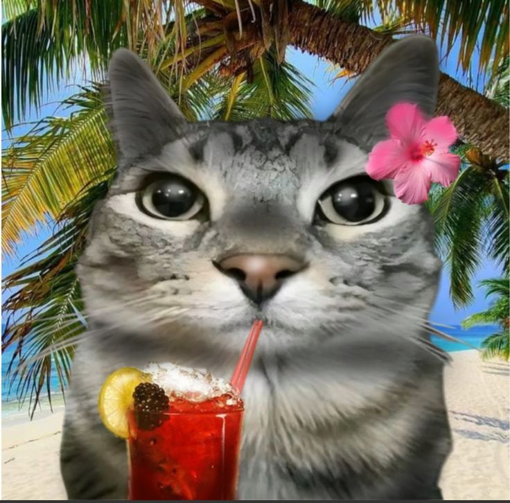 playa hamburger