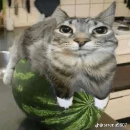 watermelon hamburger